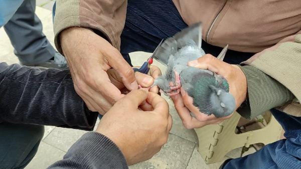 Ordu'da ayağına ip dolanan güvercinin imdadına vatandaşlar yetişti