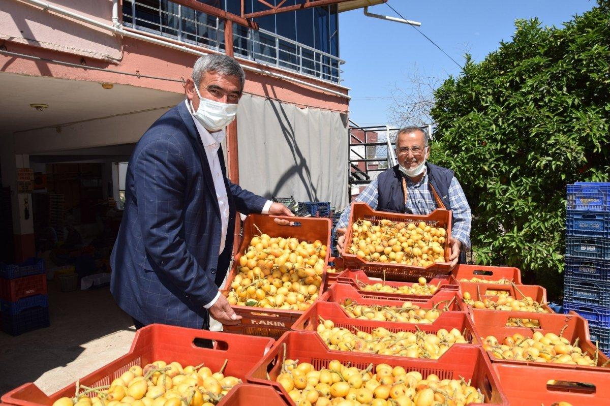 Malta eriği hasadı devam ediyor