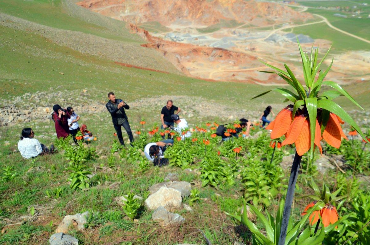 Muş’ta ters laleleri koparanlara 80 bin 465 TL ceza