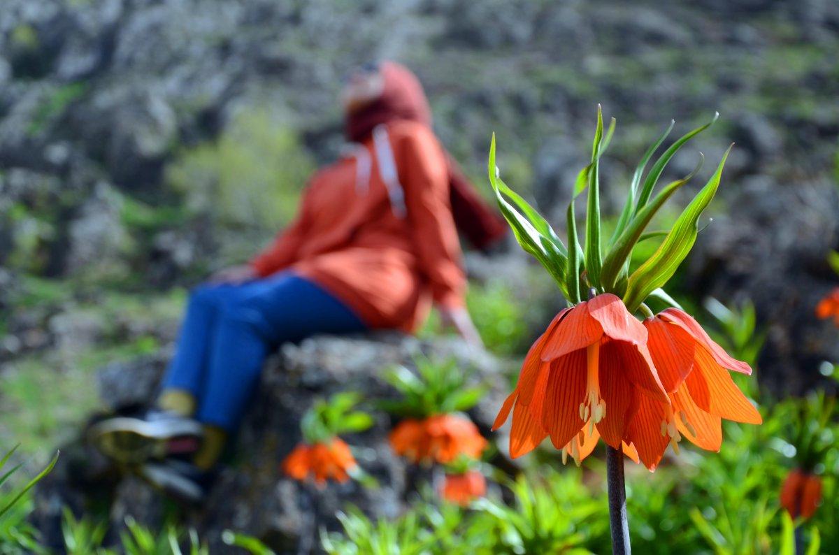 Muş’ta ters laleleri koparanlara 80 bin 465 TL ceza