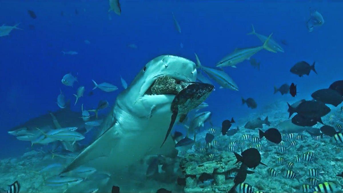 Maldivler'de avını yerken kayayı yutan köpek balığı