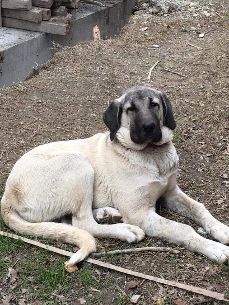 Kocaeli'de kapı kapı dolaşıp kayıp köpeğini arıyor