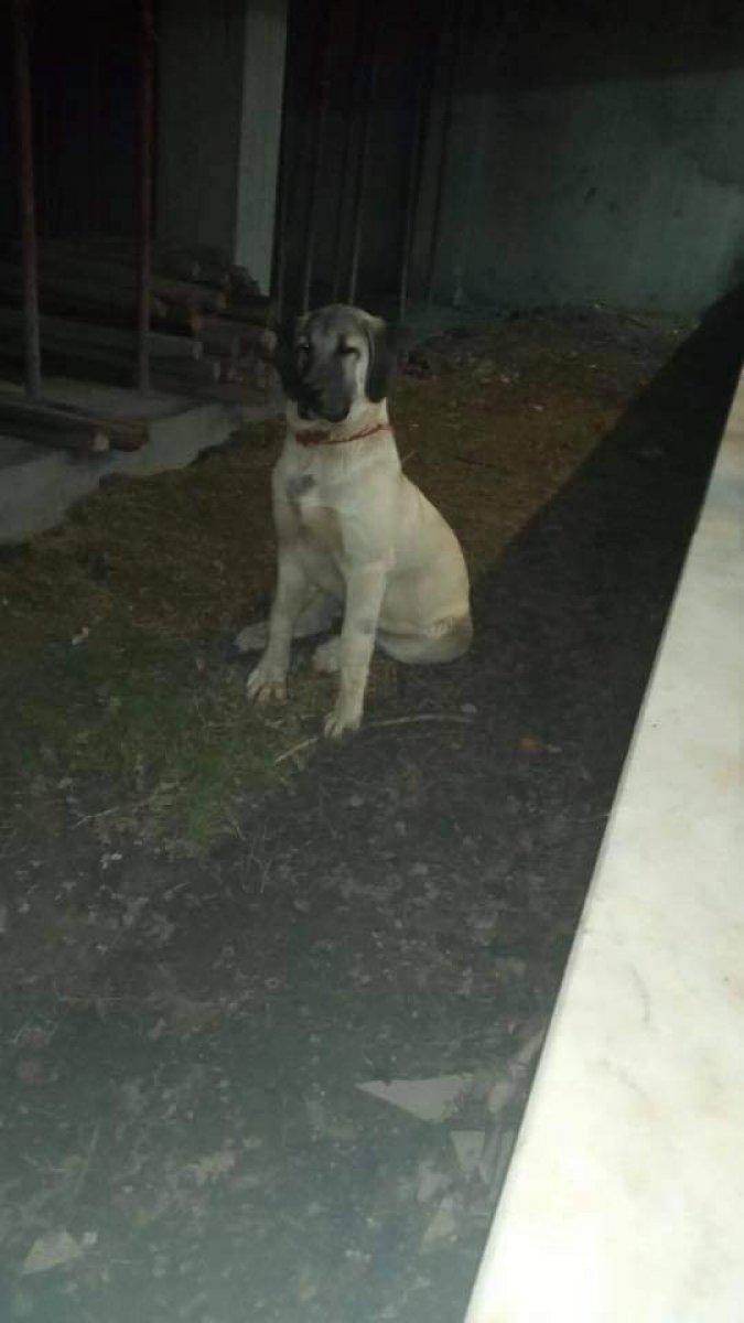 Kocaeli'de kapı kapı dolaşıp kayıp köpeğini arıyor