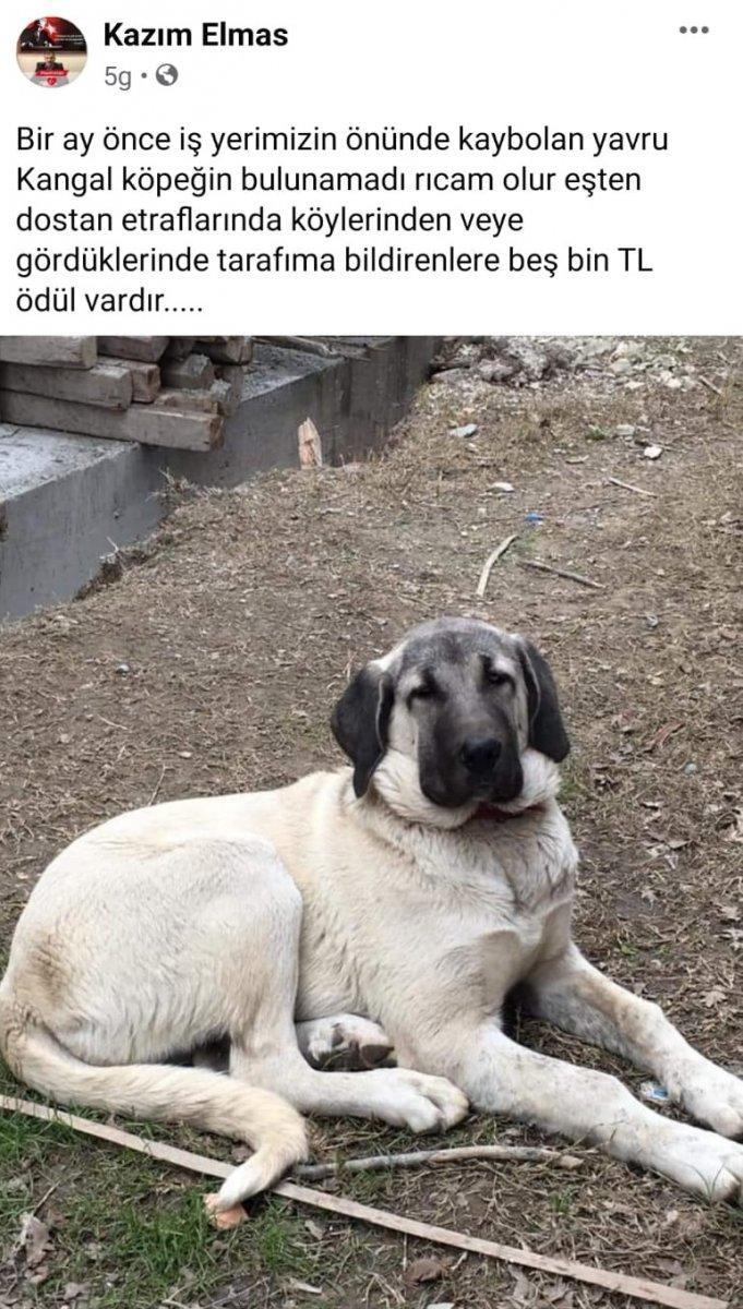 Kocaeli'de kapı kapı dolaşıp kayıp köpeğini arıyor