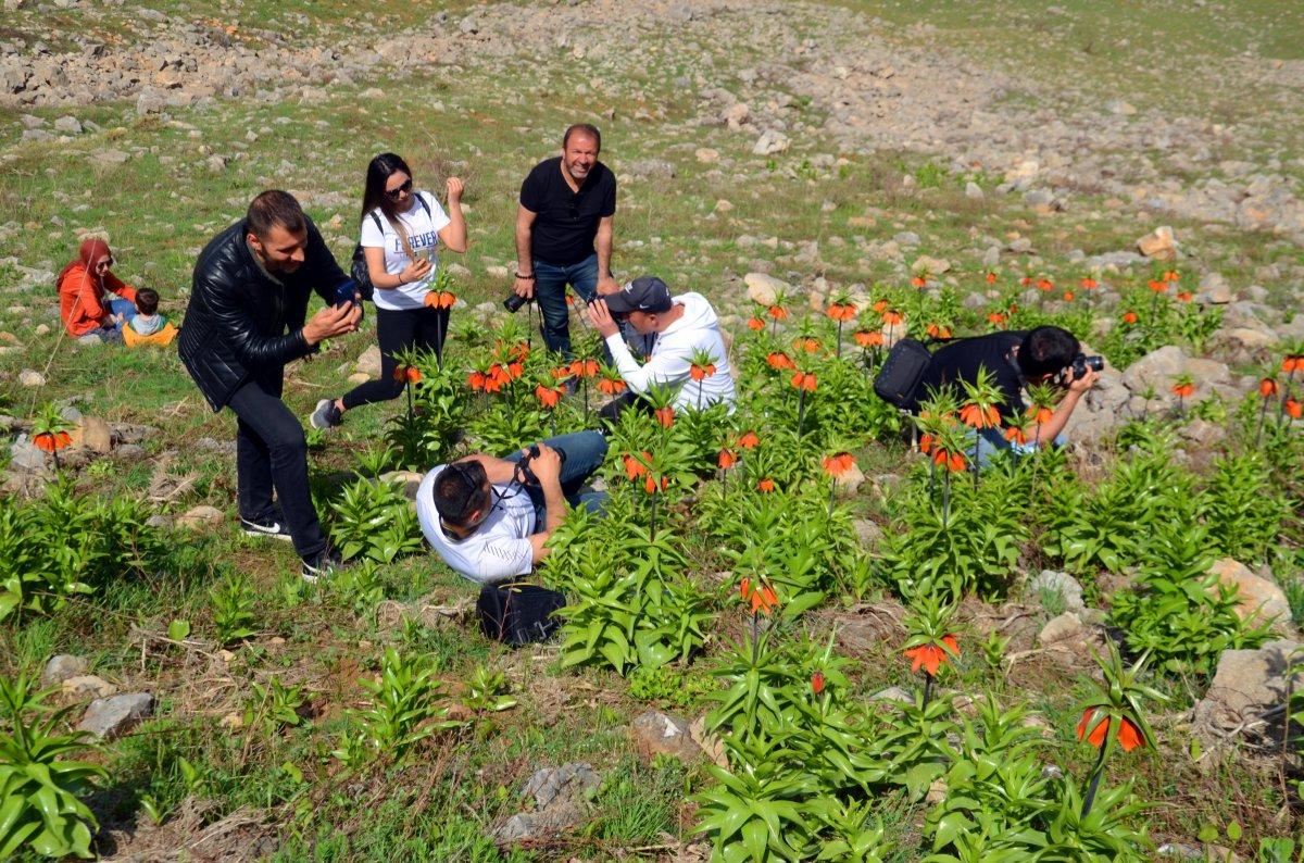 Muş’ta ters laleleri koparanlara 80 bin 465 TL ceza