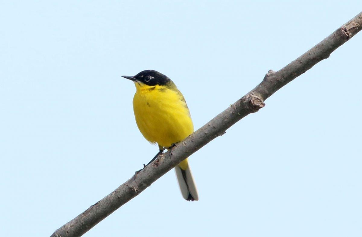 Kızılırmak Deltası, ilkbaharın gelişiyle göçmen kuşlarla süslendi