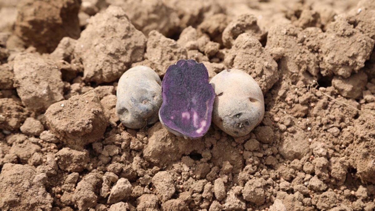 Sivas'ta 'mor patatesin' ekim sezonu başladı