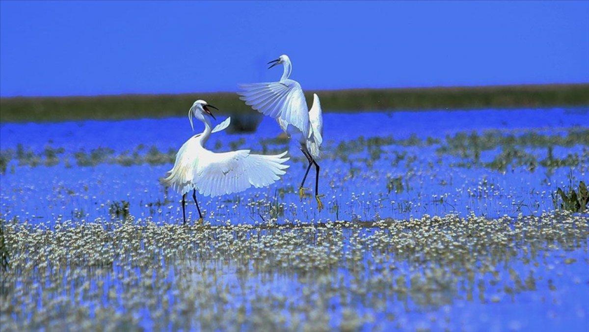 Kızılırmak Deltası, ilkbaharın gelişiyle göçmen kuşlarla süslendi