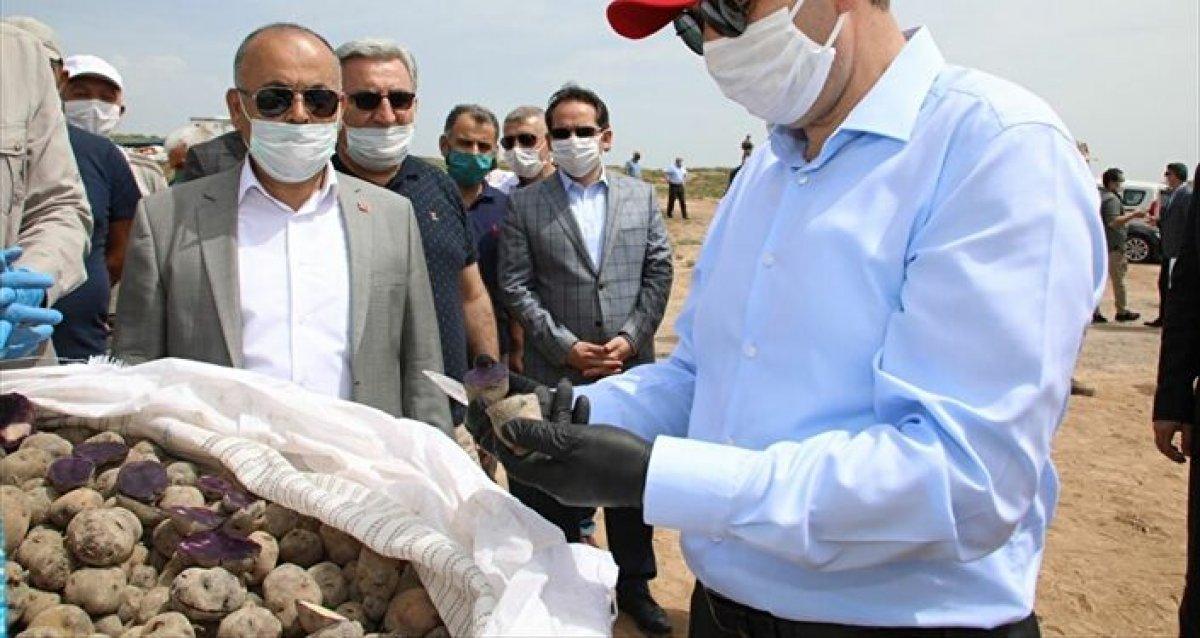 Sivas'ta 'mor patatesin' ekim sezonu başladı