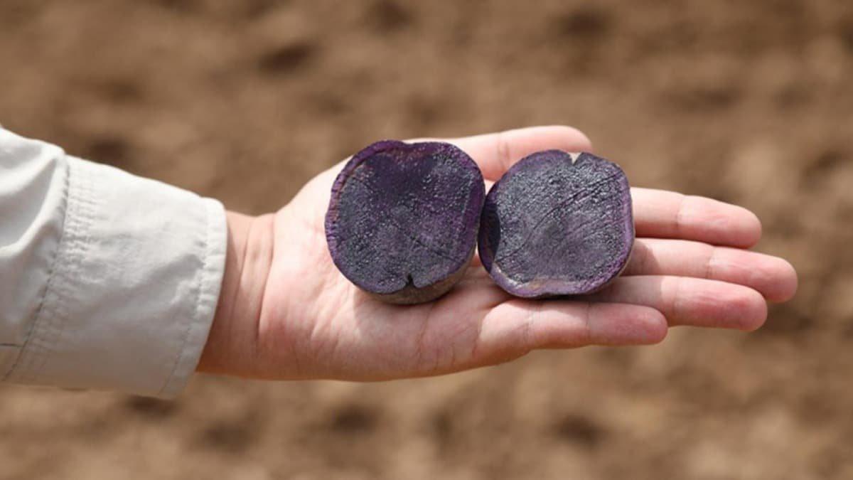 Sivas'ta 'mor patatesin' ekim sezonu başladı