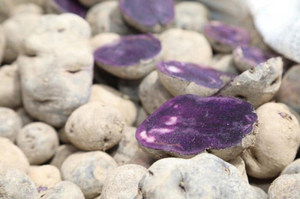 Sivas'ta 'mor patatesin' ekim sezonu başladı