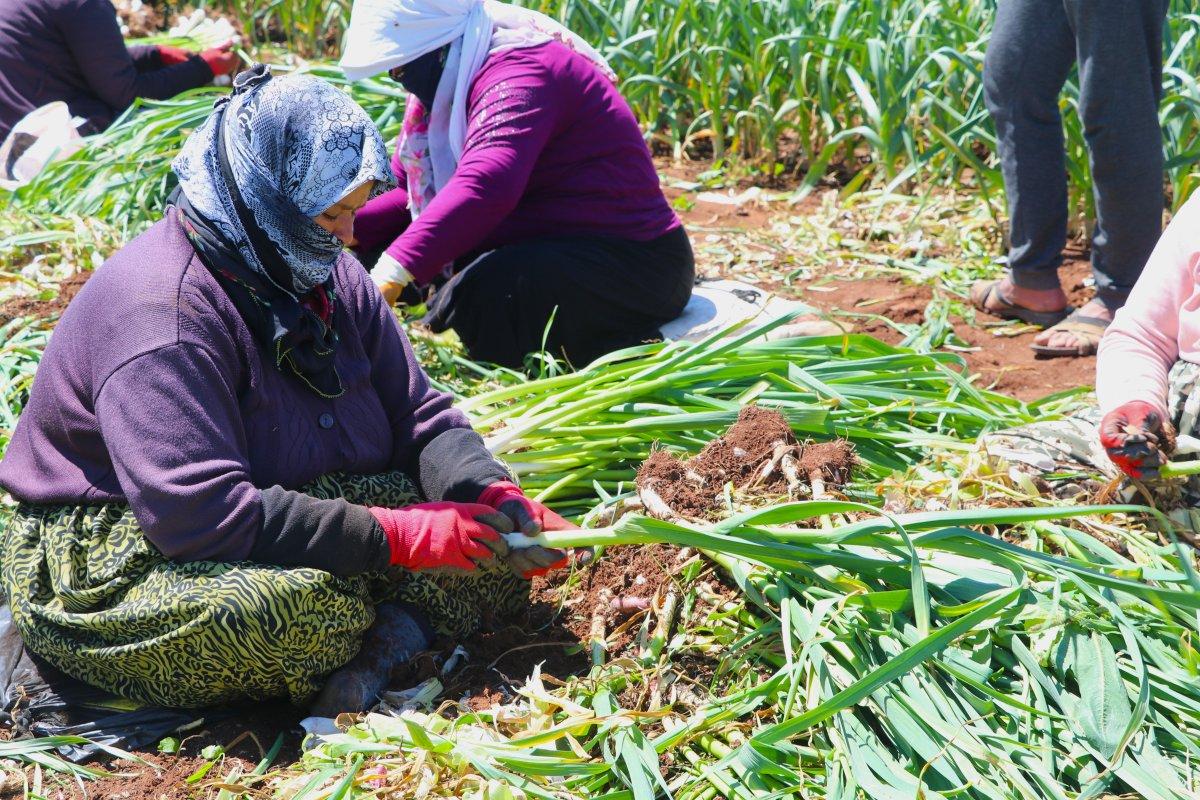 Mevsimlik işçilerin gurbet mesaisi başladı