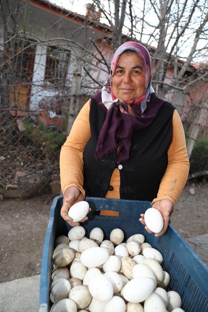 Ankaralı ev hanımı, hobi için aldığı civcivlerle kaz çiftliği kurdu