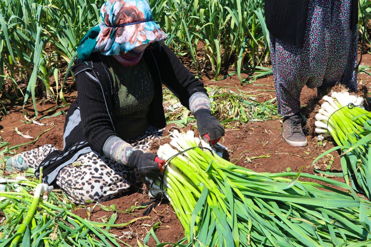 Mevsimlik işçilerin gurbet mesaisi başladı