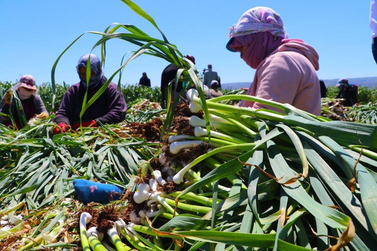 Mevsimlik işçilerin gurbet mesaisi başladı