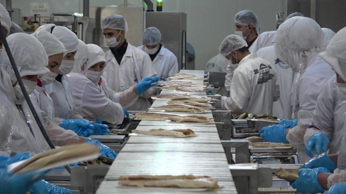 Tütsülenmiş alabalığa ilgi büyük