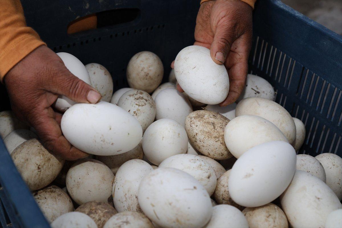 Ankaralı ev hanımı, hobi için aldığı civcivlerle kaz çiftliği kurdu