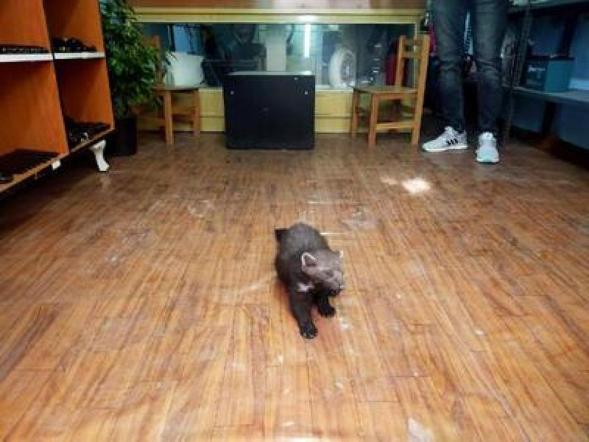 Karaman'da bir iş yerine giren sansar ilgi odağı oldu