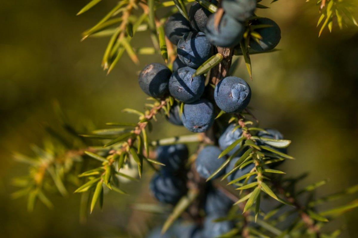 Atopik ciltlerin doğal ilacı: Ardıç katranı sabununun faydaları