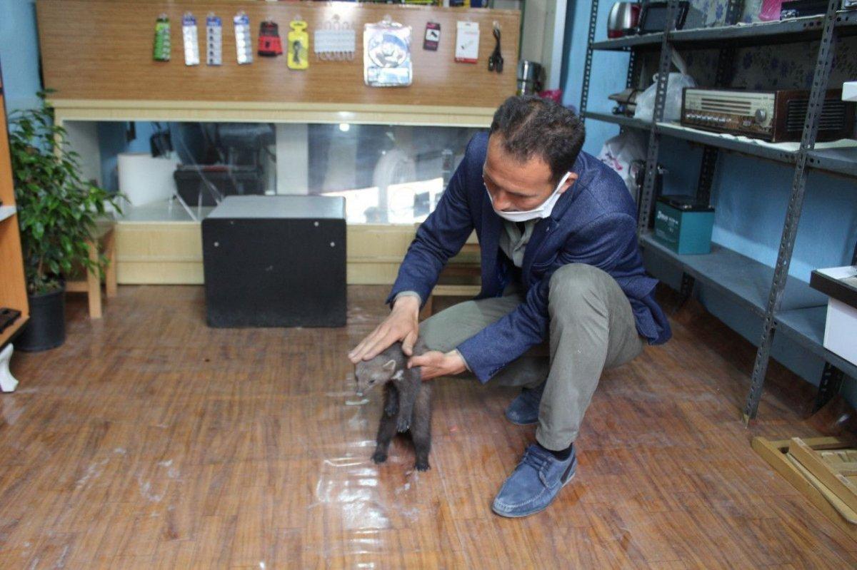 Karaman'da bir iş yerine giren sansar ilgi odağı oldu