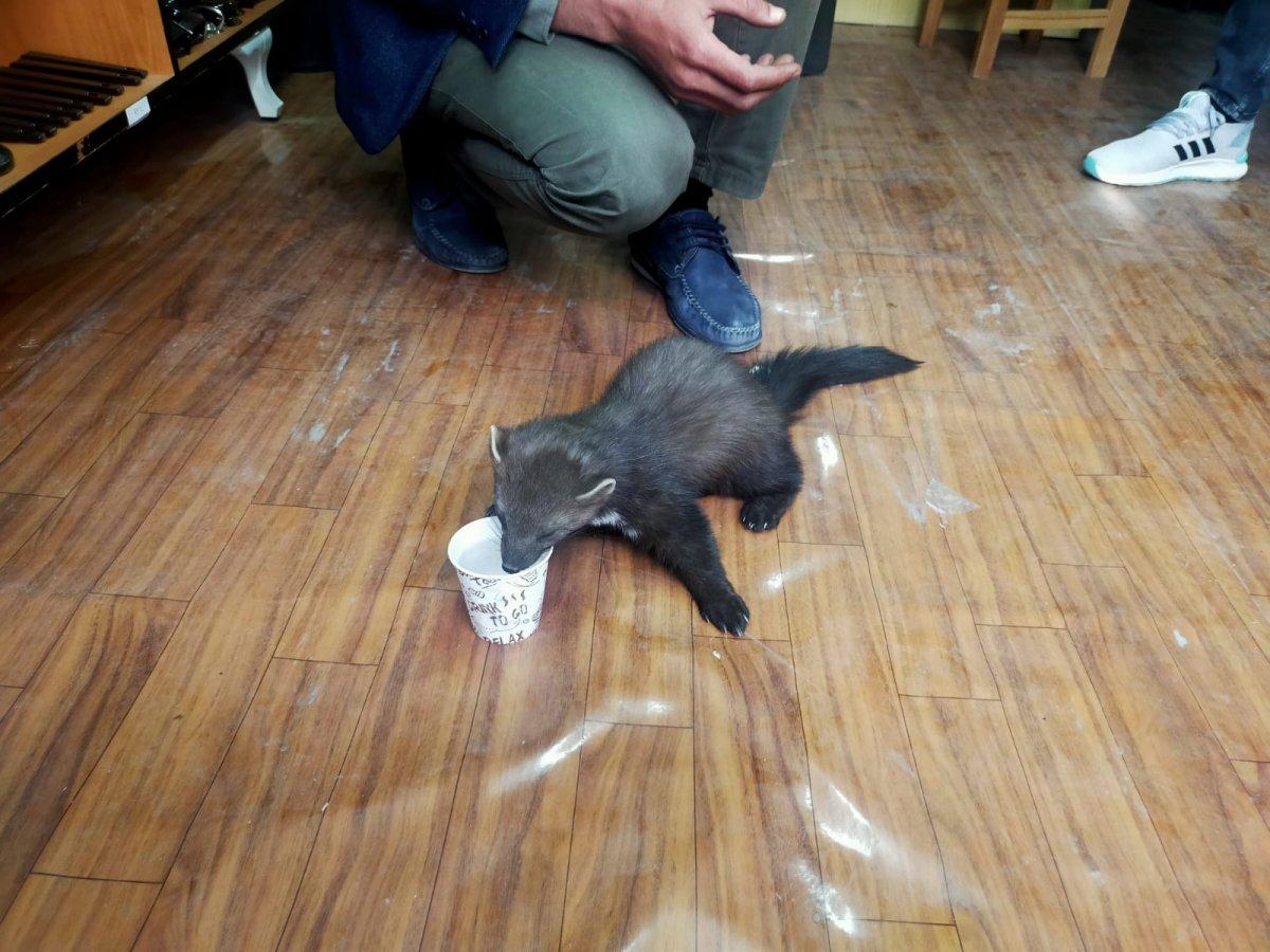 Karaman'da bir iş yerine giren sansar ilgi odağı oldu