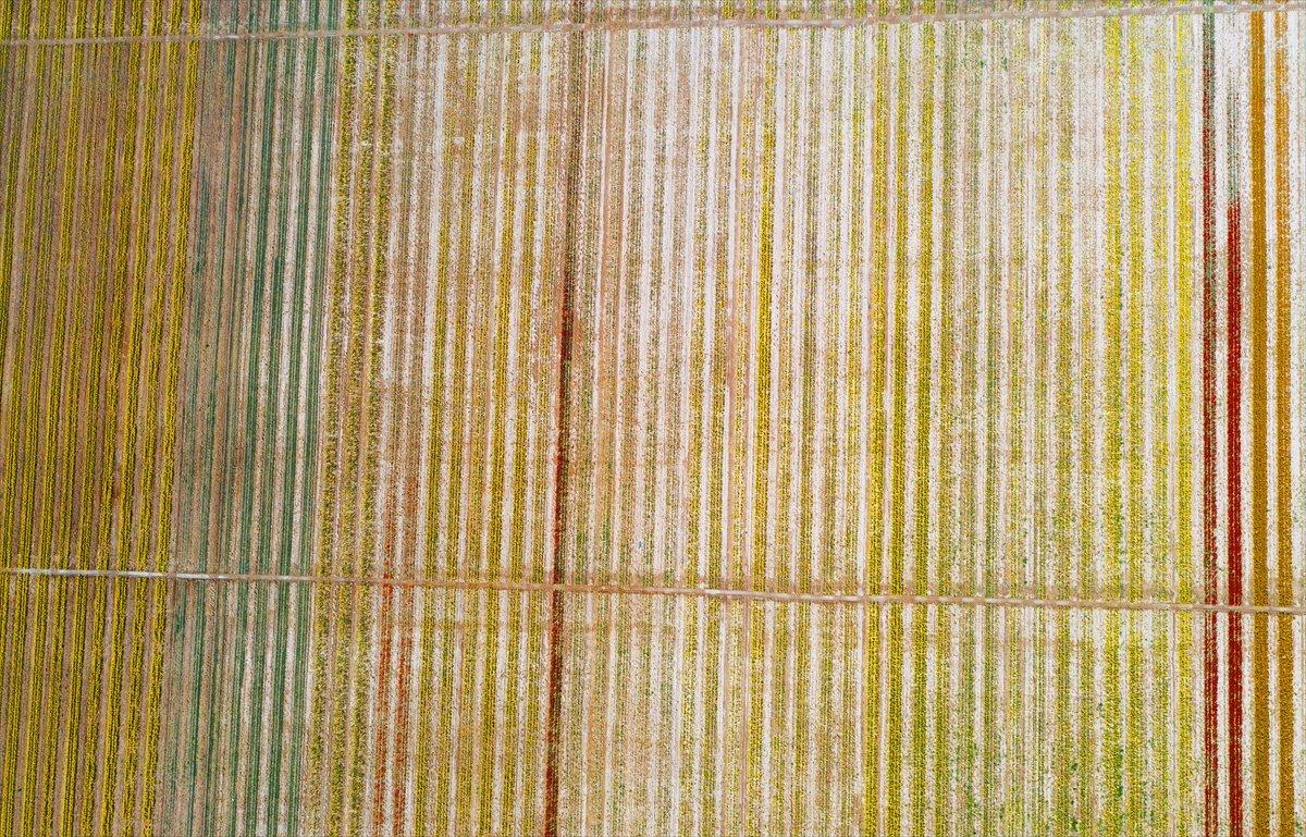 Konya'da laleler çiçeklendi