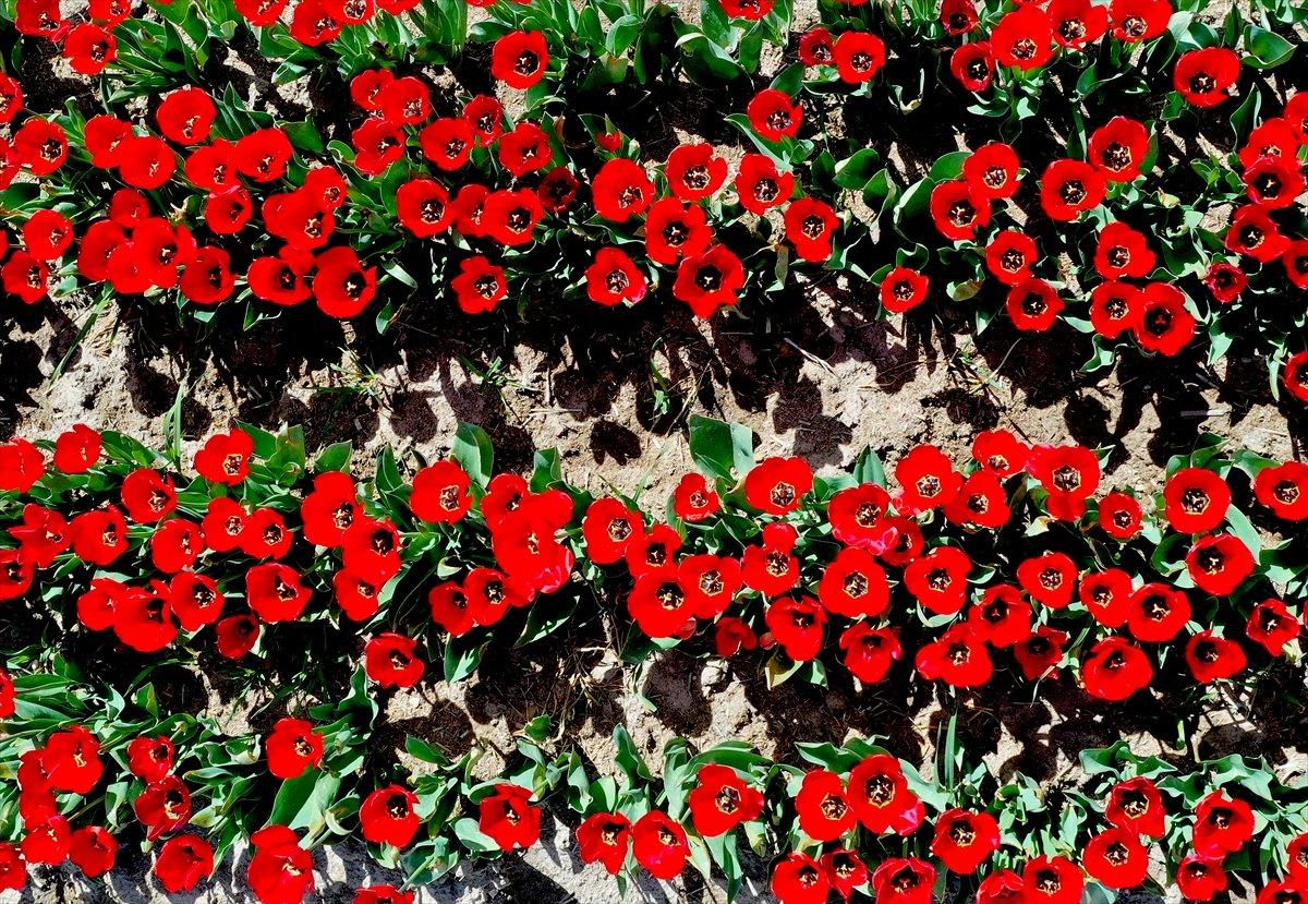 Konya'da laleler çiçeklendi