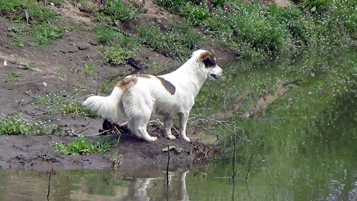 Edirne'de 7 gündür aranan yaşlı adamın cansız bedeni bulundu