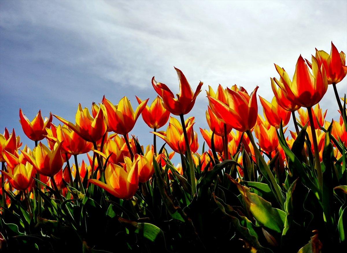 Konya'da laleler çiçeklendi