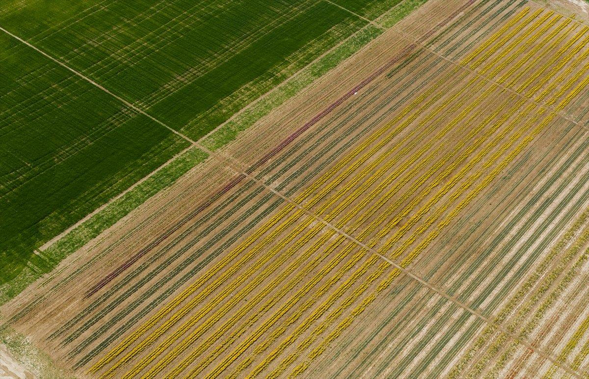 Konya'da laleler çiçeklendi