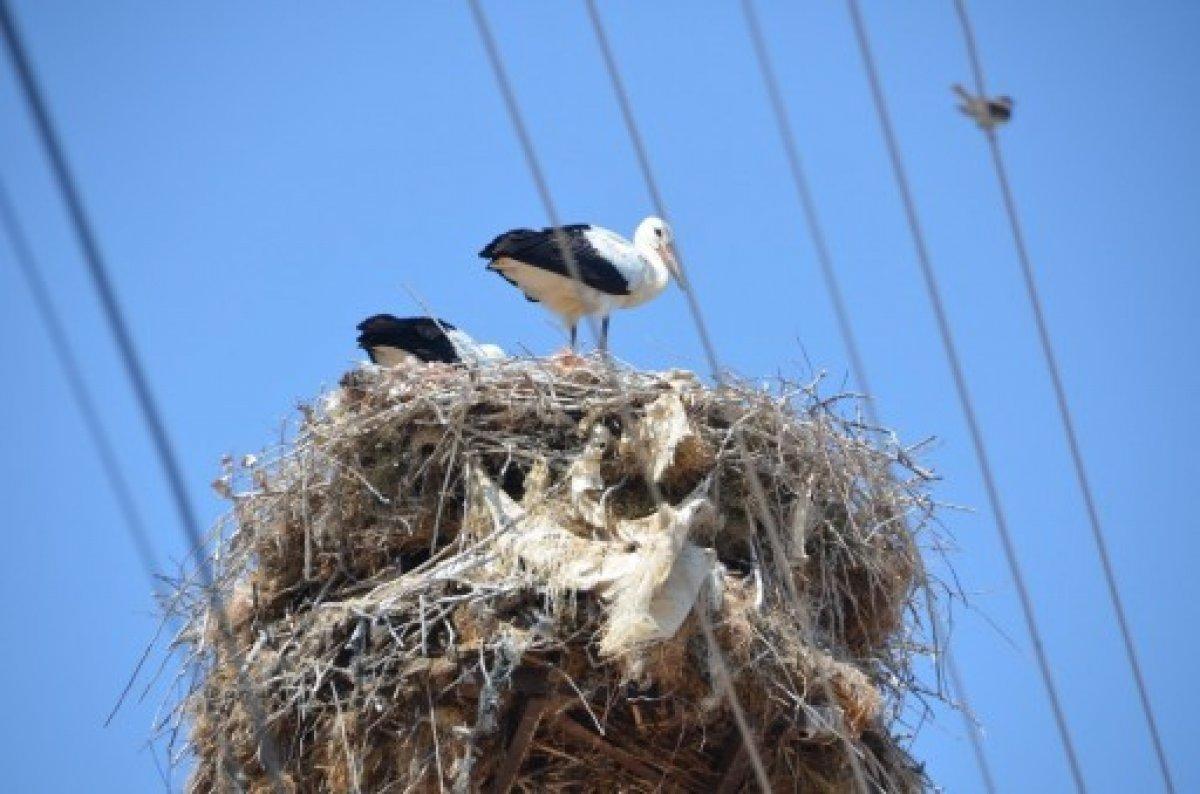 Amasya'da mahalleliye leylekler rehberlik ediyor