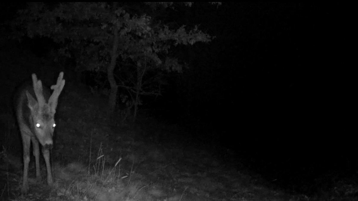 Kırıkkale'de 'toy kuşu' fotokapana takıldı