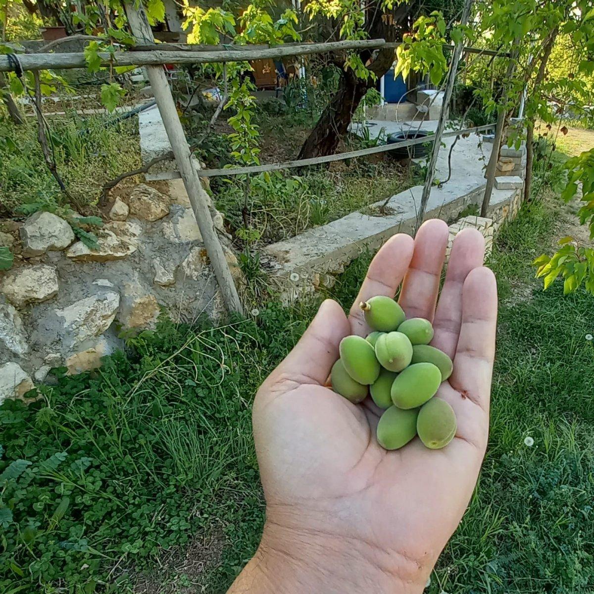 Malatya'da kayısı çağlası pazara geldi
