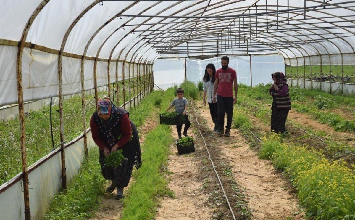 Kocaeli'de genç girişimci, tarıma kazandırdığı arazide 20 kişiyi iş sahibi yaptı