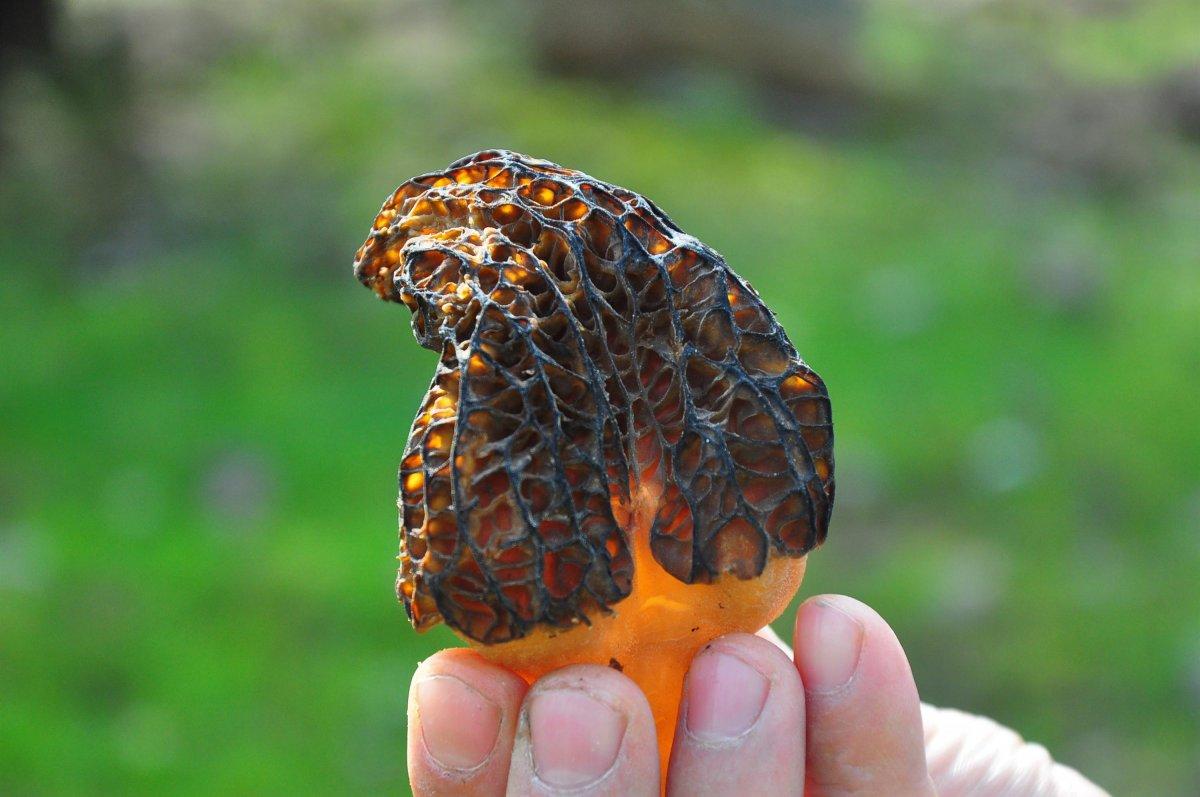 Kuzugöbeği toplamak kazandırıyor