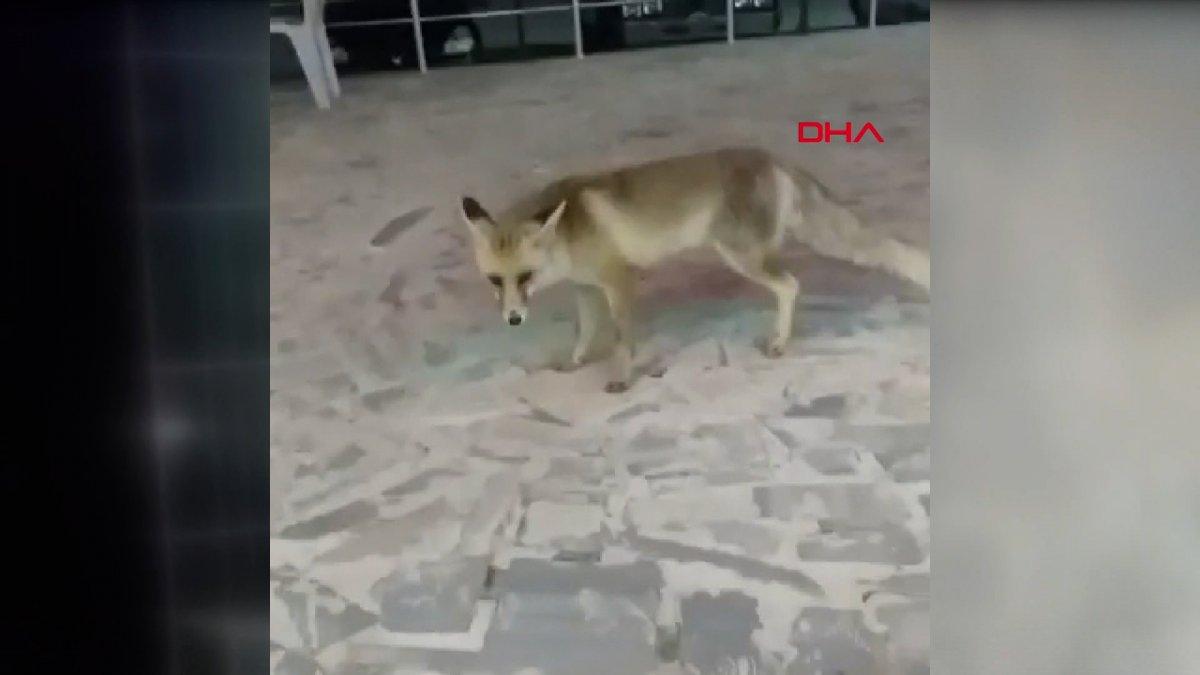 Sivas'ta dinlenme tesislerine gelen tilki ilgi çekti