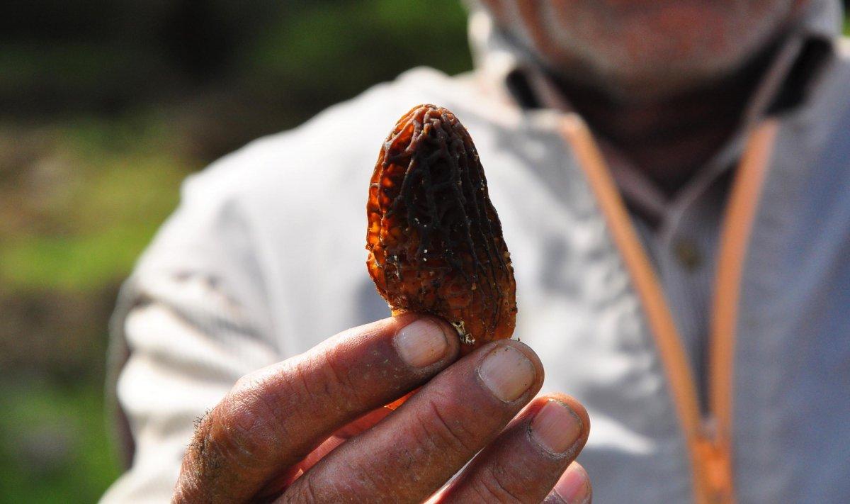 Kuzugöbeği toplamak kazandırıyor