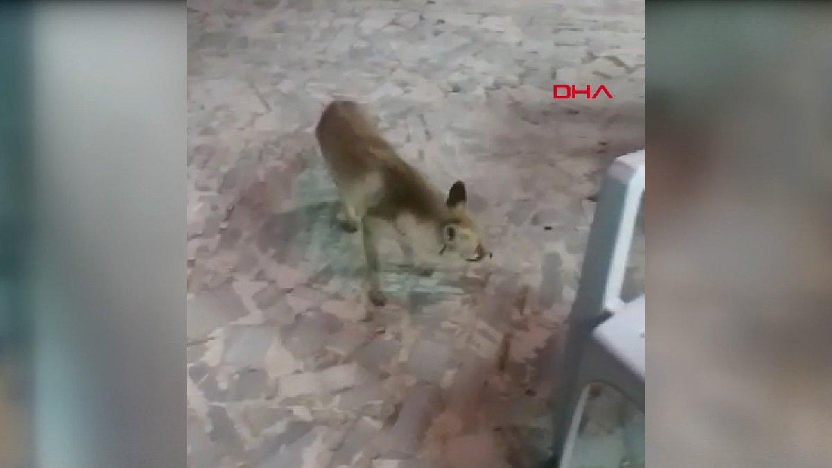 Sivas'ta dinlenme tesislerine gelen tilki ilgi çekti