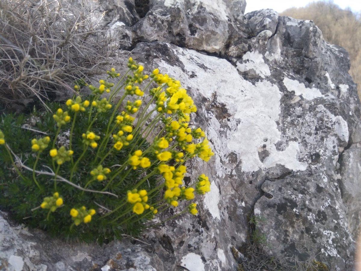 Amasya yaylarında açan dağ çiçeklerinden görsel şölen