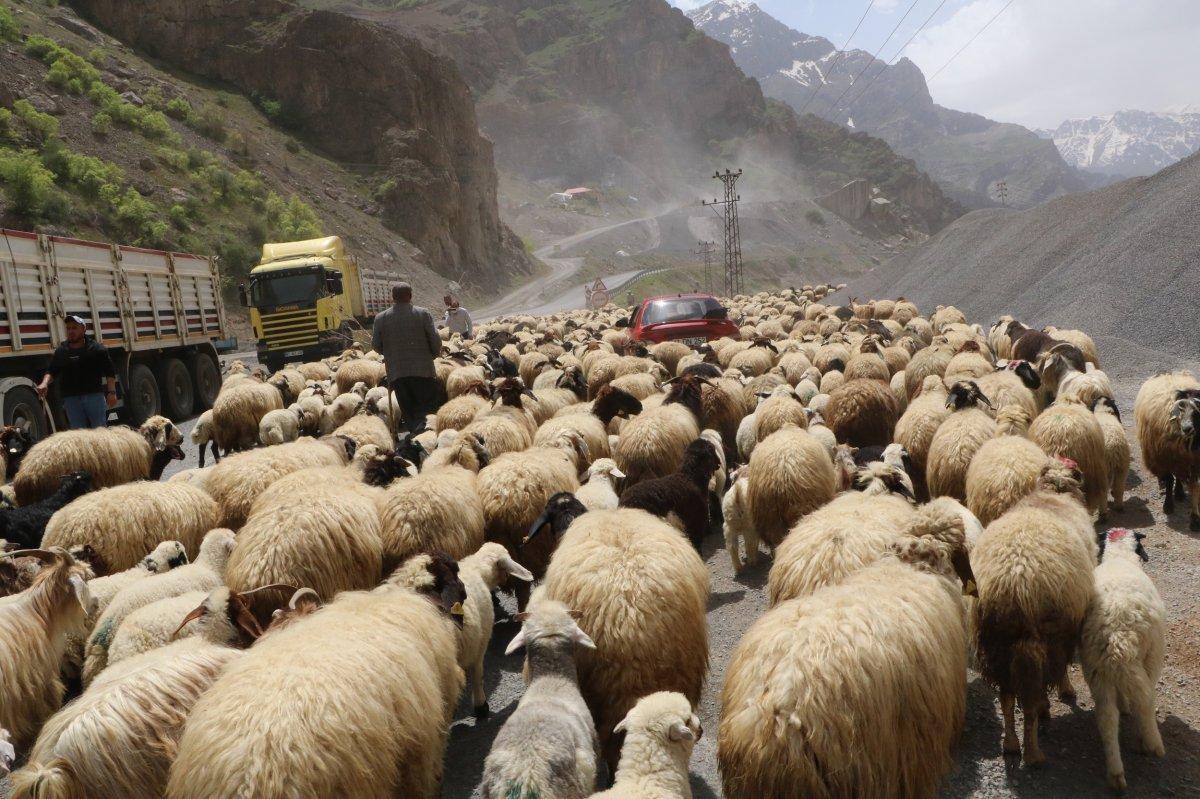 Hakkari'de yaylalara göç başladı