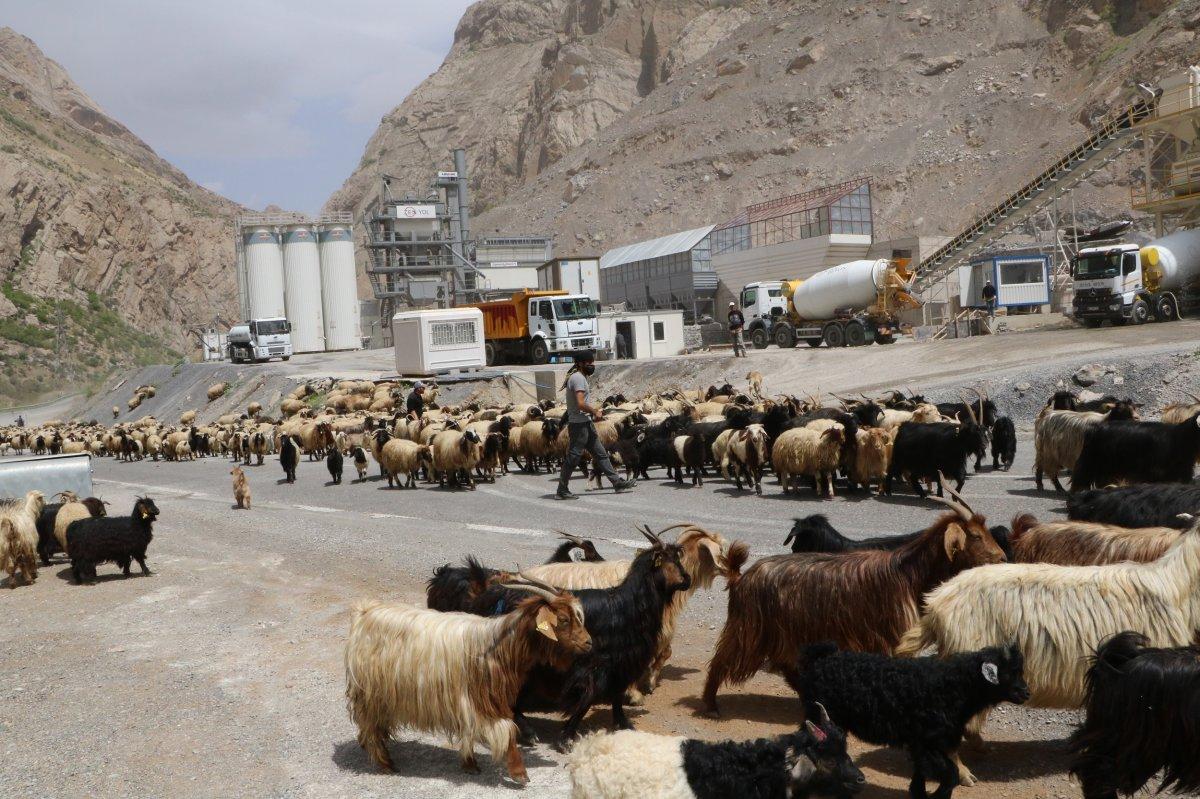 Hakkari'de yaylalara göç başladı