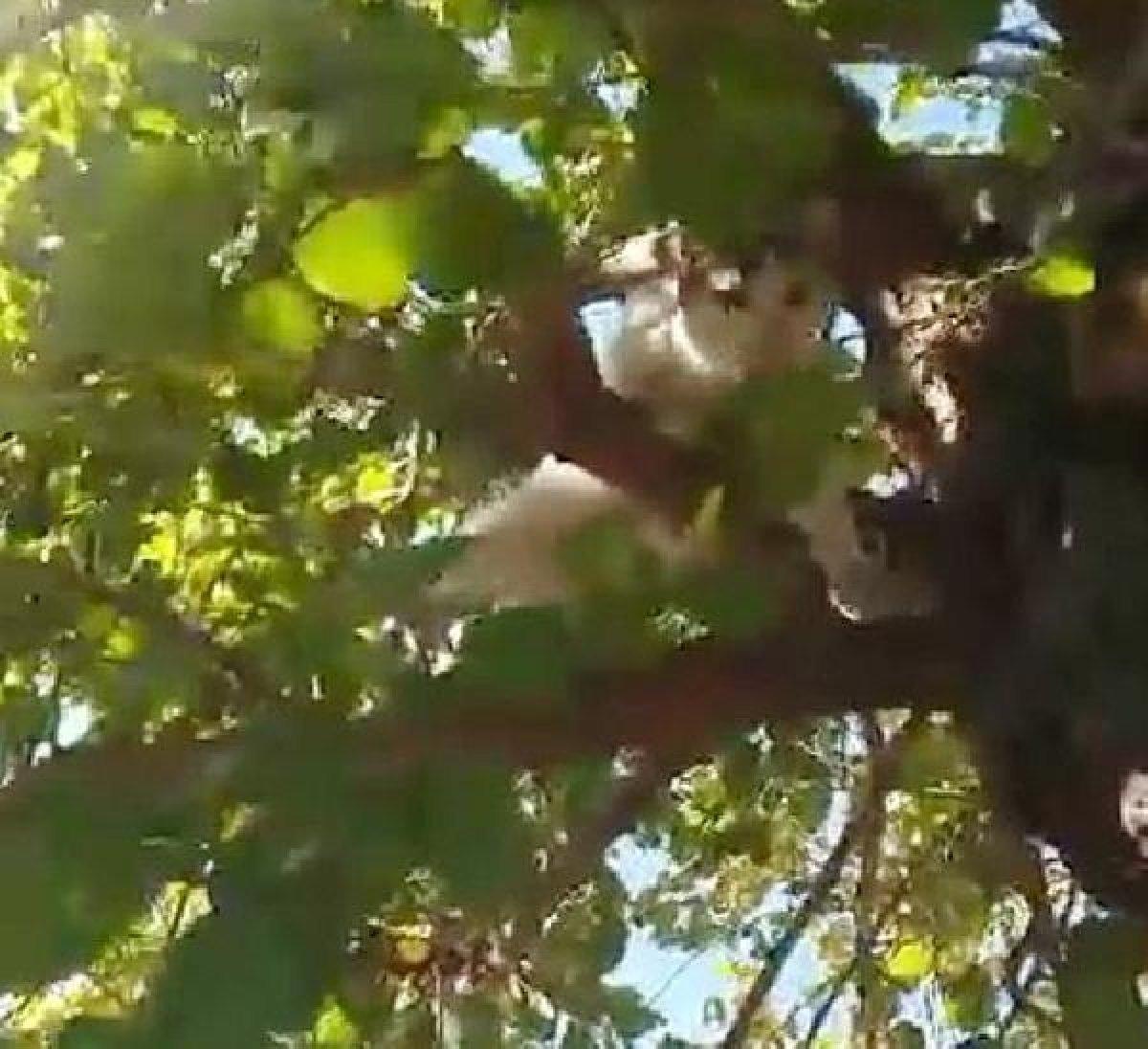 Denizli'de ağaçtaki kediyi Ege şivesiyle kurtarma çabası