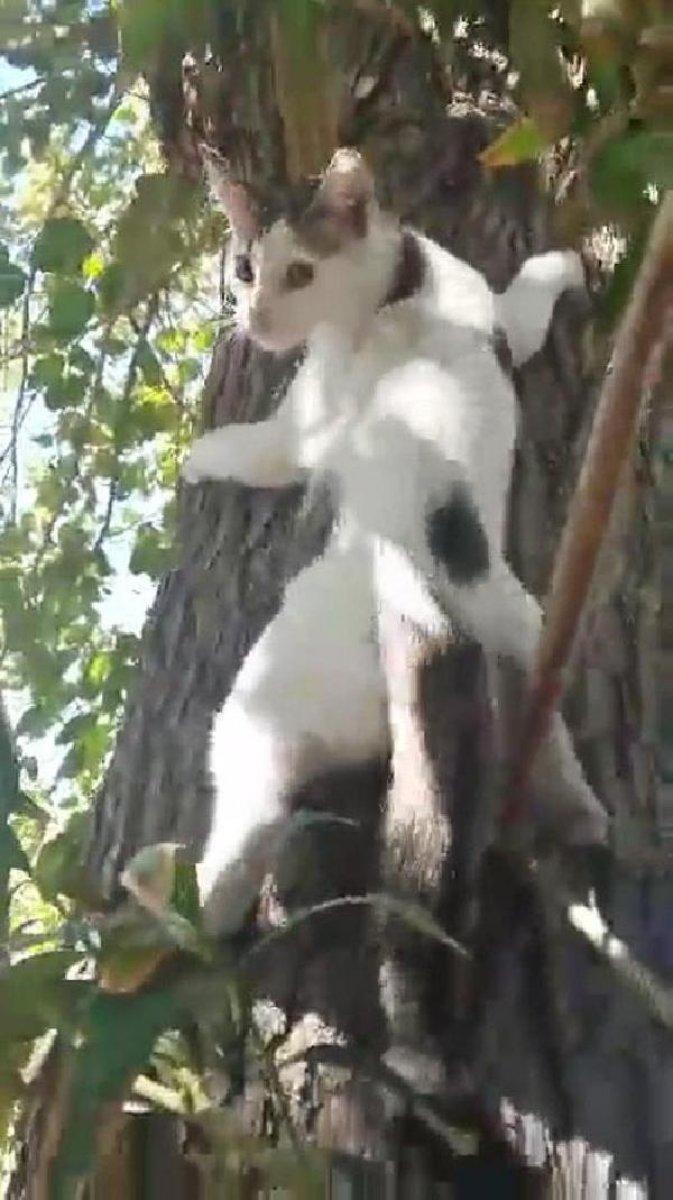 Denizli'de ağaçtaki kediyi Ege şivesiyle kurtarma çabası