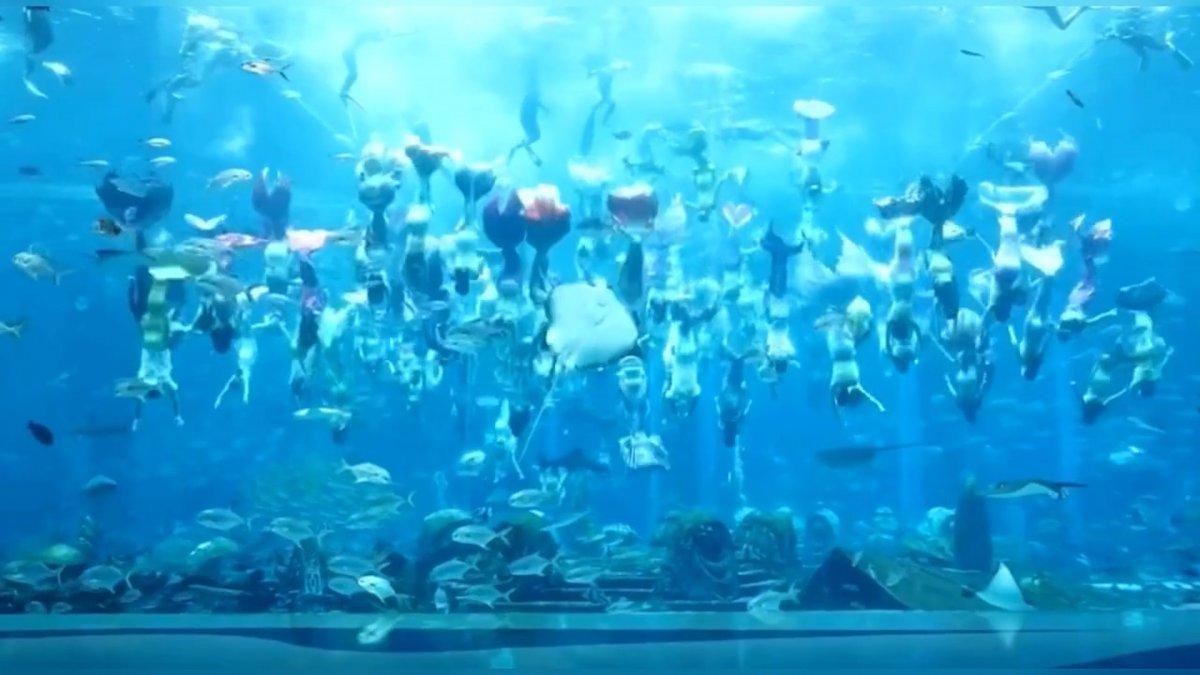 Çin'de rekor kıran deniz kızı gösterisi