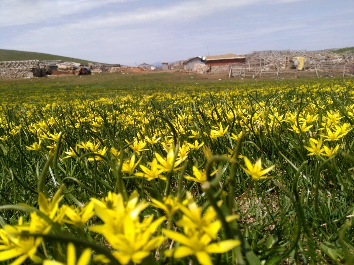 Amasya yaylarında açan dağ çiçeklerinden görsel şölen