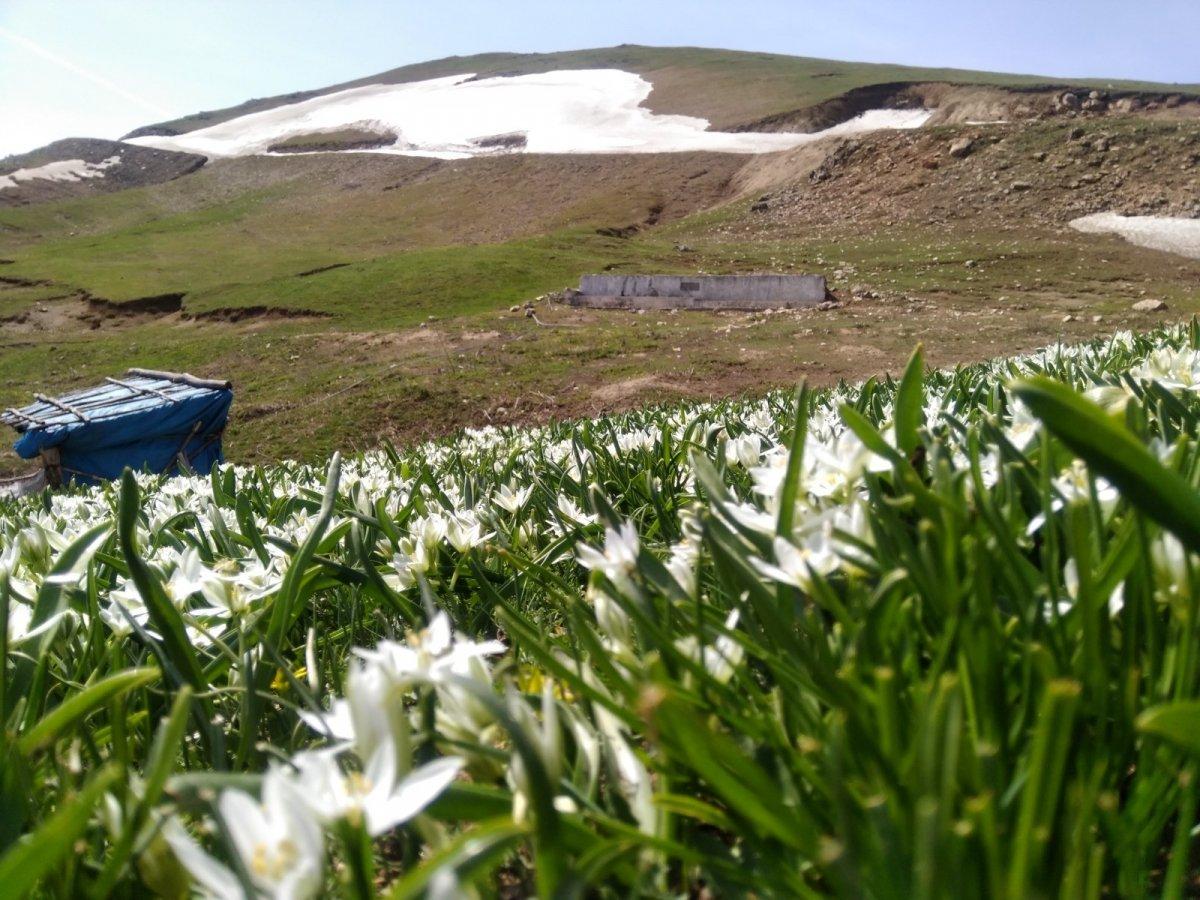 Amasya yaylarında açan dağ çiçeklerinden görsel şölen