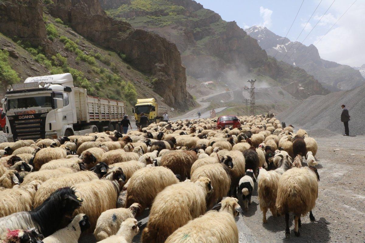 Hakkari'de yaylalara göç başladı