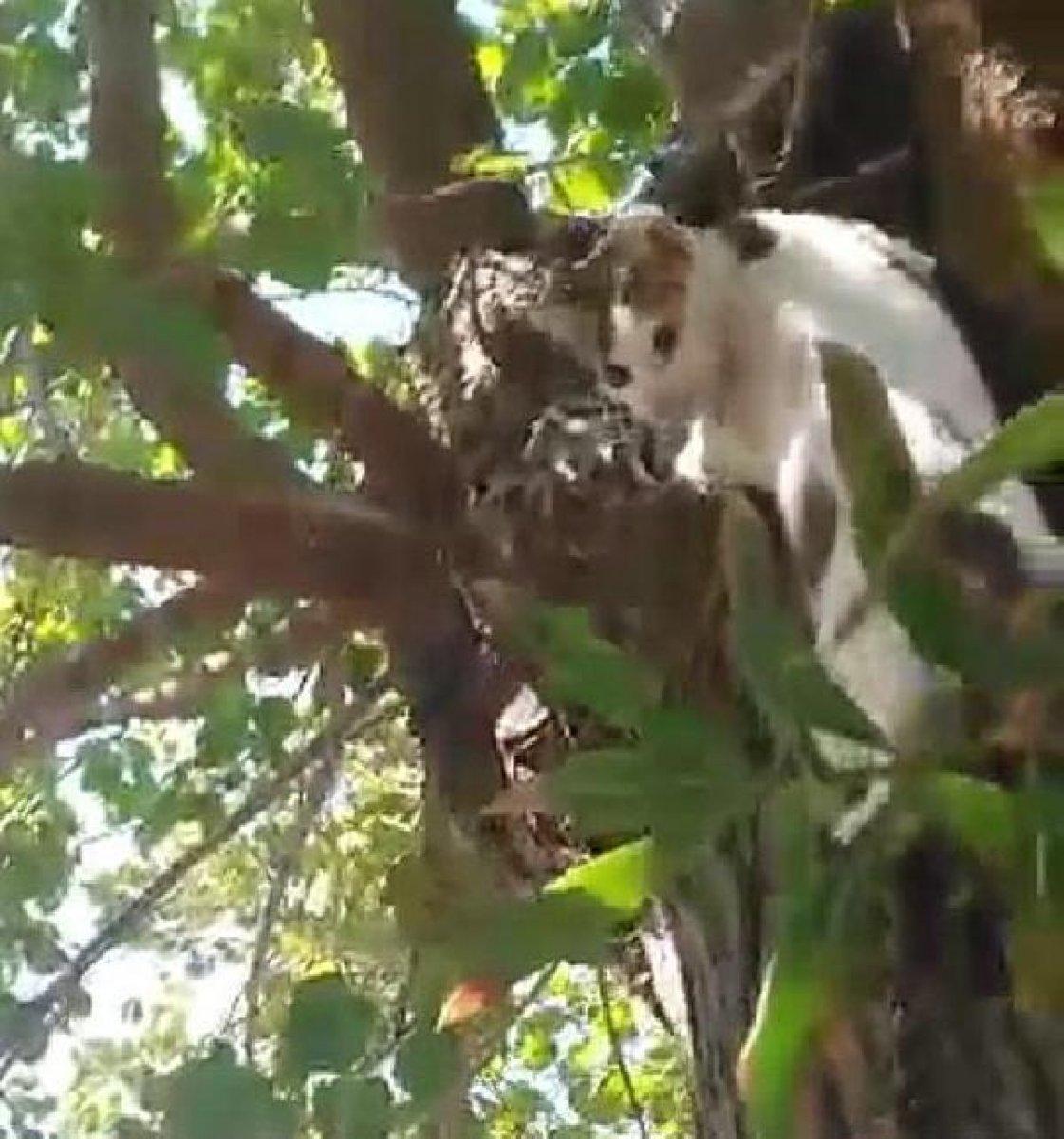 Denizli'de ağaçtaki kediyi Ege şivesiyle kurtarma çabası