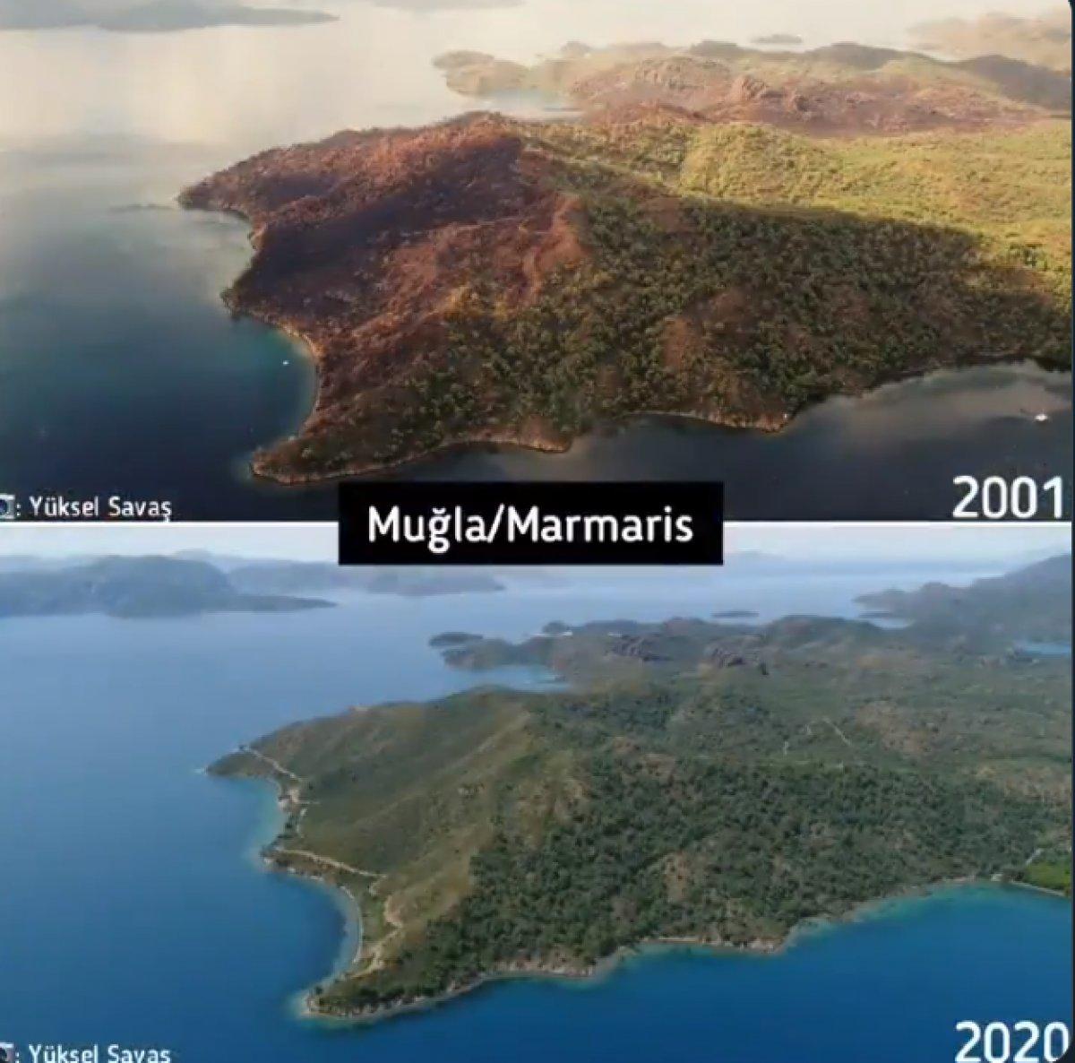 Yanan ormanlar yeniden yeşeriyor