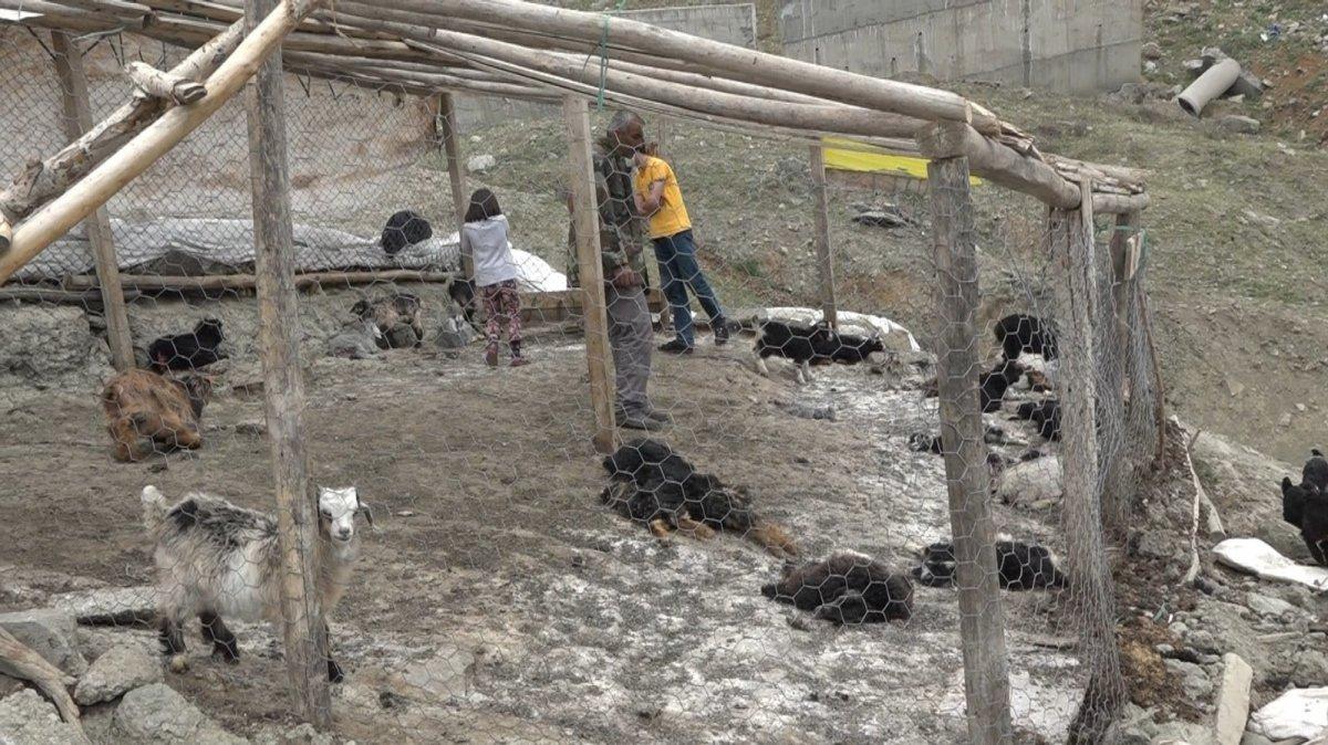 Diyarbakır'da köpeklerin saldırdığı 20 keçi telef oldu